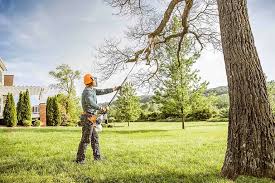 Professional Tree Care in Red Oak, NC